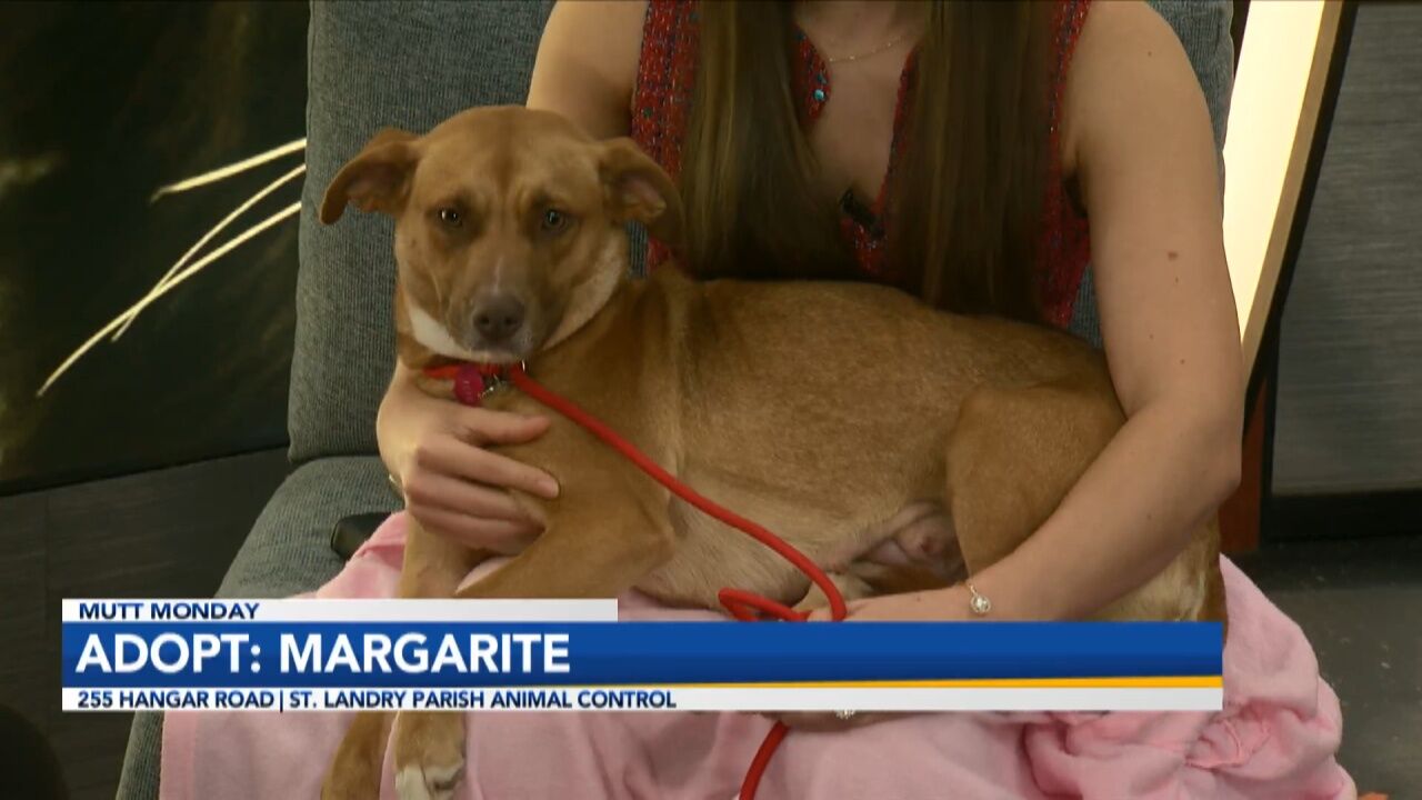 Mutt Monday: Adopt Margarite! A Shy and Sweet Girl Looking For A Home For The Holidays